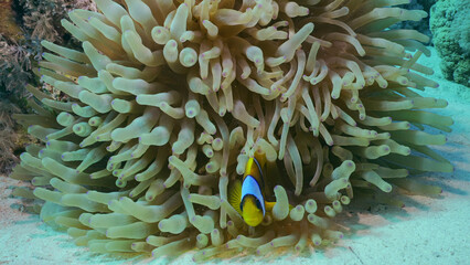 Plakat Red Sea Clownfish or Threebanded Anemonefish (Amphiprion bicinctus) swimming next to Bubble Anemone (Entacmaea quadricolor, Parasicyonis actinostoloides), Red sea, Egypt