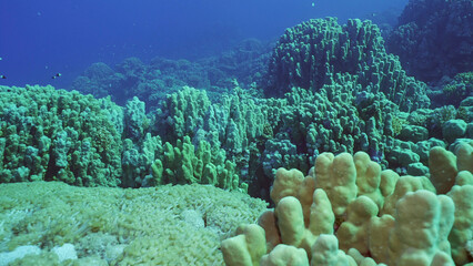 Hard corals colony Porites, tropical fish swim above top of coral reef in sun rays, Red sea, Safaga, Egypt