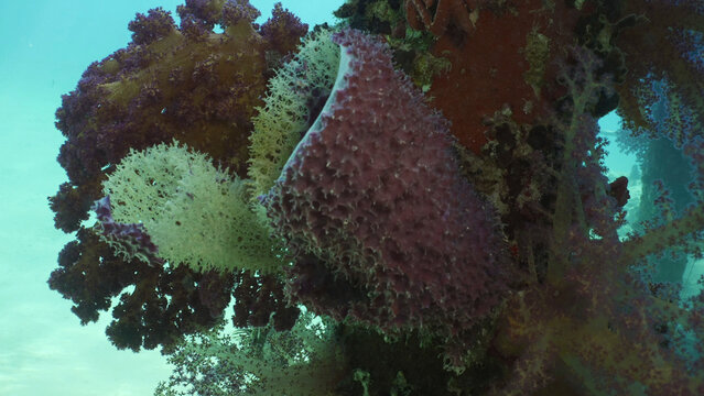 Close-up of large Tube sponge (Haliclona fascigera) and Bright colorful Soft Coral Dendronephthya on support pier, Red sea, Safaga, Egypt