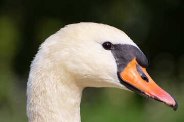 a white swan portrait