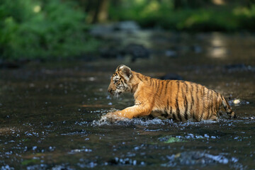 Fototapeta na wymiar Side view of adorable cub of Bengal tiger running in the river. Horizontally.