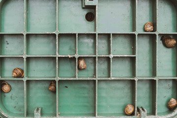 
Snails In The Garden Item, Rooms for Snails, Escargots, Animal Themes