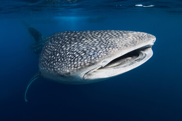 Underwater shot of a Whale Shark with spot patterns in blue ocean