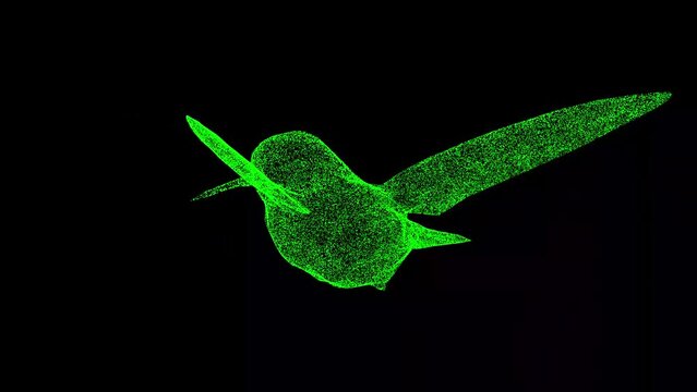 3D hummingbird rotates on black bg. Symbol of peace and prosperity. Wild animals concept. Protection of the environment. For title, text, presentation. 3d animation 60 FPS