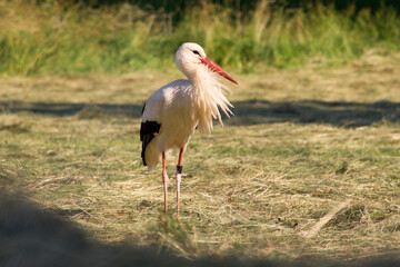 The white stork close-up in a park