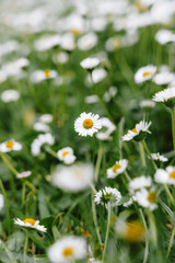 Fototapeta premium Daisy Crazy