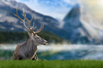 Majestic red deer in grass on lake and mountain background. Animal in nature habitat. Wildlife scene
