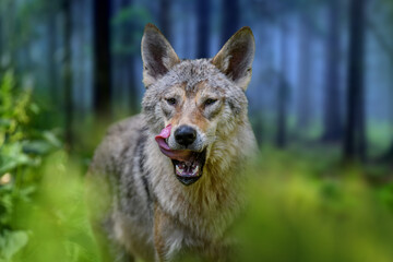 Naklejka na ściany i meble Wolf portrait in summer forest. Wildlife scene from nature