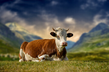 Brown cow grazing on pasture in summer on mountain background