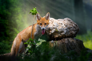 Young red fox with branch near stone in mystical forest in the natural environment