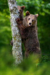 Two Brown bears (Ursus arctos) standing on his hind legs holding on to a tree