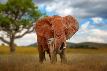 Fototapeta na wymiar Old big red elephant in savannah on National park of Kenya