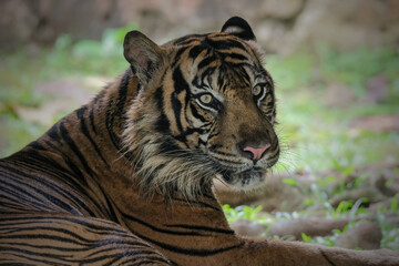 portrait of a tiger