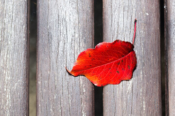 Naklejka na ściany i meble re leaf on wooden background