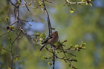 Un pinson (Fringílla coélebs) assis sur les branches d'un arbre de printemps avec des feuilles en fleurs un matin ensoleillé.
