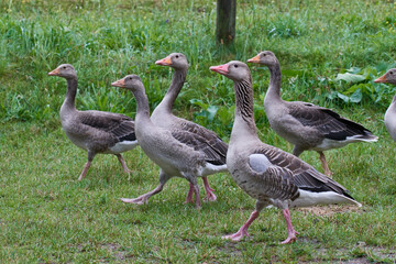 Graugänse in Brandenburg