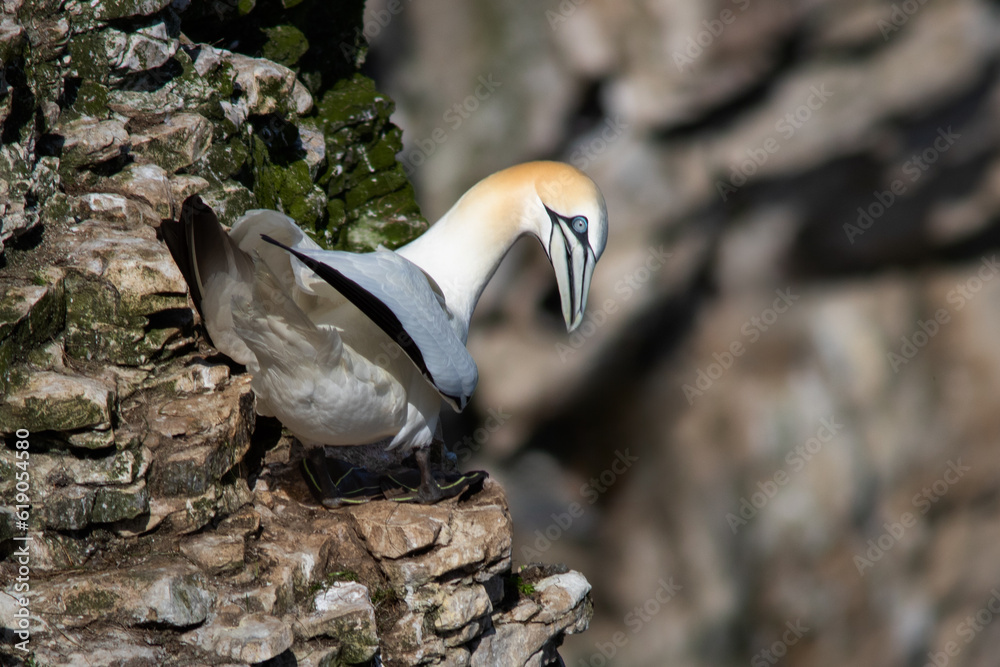 Poster a close up of a northern gannet as it is perched on the ledge of the cliff face. it is looking down 