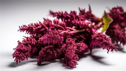 Closeup of Amaranthus flower isolated on white background. Red amaranth. Native plants in North America.