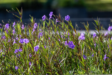 Ruellia simplex or Ruellia brittoniana, the Mexican petunia, Mexican bluebell or Britton's wild petunia, is a species of flowering plant in the family Acanthaceae
