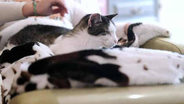 girl rubbing her adorable cat lying on a fluffy rug