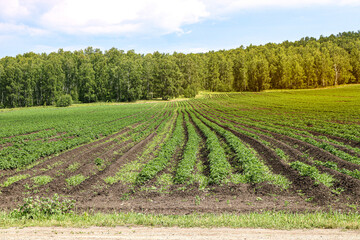 Agricultural crops in the fields, even rows, in front of a birch grove. Focus in the foreground.