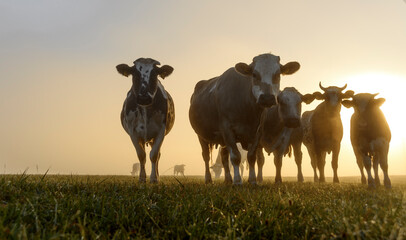 Cows herd on a foggy grass field during the summer at sunrise. A cow is looking at the camera sun...
