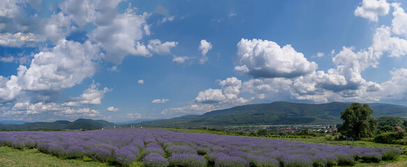 Panorama of lavender plants against a backdrop of mountains, lavender mountain 