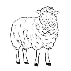 Hand drawn cute sheep farm hand drawn sketch Vector illustration Farming. Vintage style sheep illustration isolated on white background. animals drawings. Meat 