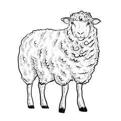 Hand drawn cute sheep farm hand drawn sketch Vector illustration Farming. Vintage style sheep illustration isolated on white background. animals drawings. Meat 