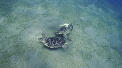 Two male of Great Green Sea Turtle (Chelonia mydas) with Remorafish on their shell showing their dominance during territorial dispute on seagrass meadow, Red sea, Egypt