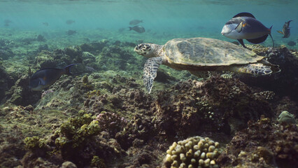 Hawksbill Sea Turtle or Bissa (Eretmochelys imbricata) swims accompanied by Red Sea Clown Surgeon fishes (Acanthurus sohal) under the waves, Red sea, Egypt