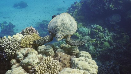 Top view of Hawksbill Sea Turtle or Bissa (Eretmochelys imbricata) swims above coral reef with colorful tropical fish swimming around it, Red sea, Egypt