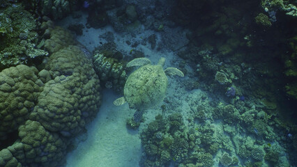 Naklejka na ściany i meble Top view of Great Green Sea Turtle (Chelonia mydas) swimming next to a coral reef, Red sea, Egypt