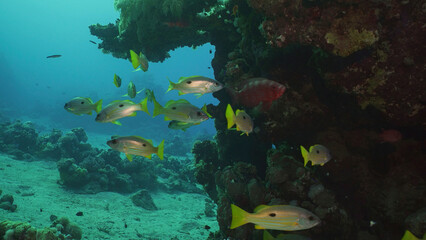 Fototapeta na wymiar Shoal of yellow Sea Perch swims near reef, slow motion. A school of Dory snapper or Blackspot snapper (Lutjanus fulviflamma) floats around coral reef in morning time, Red sea, Egypt