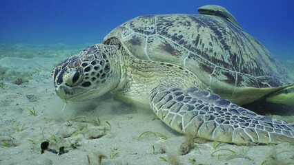 Obraz premium Close up of Sea turtle grazing on the seaseabed, slow motion. Great Green Sea Turtle (Chelonia mydas) eating green algae on seagrass meadow, Red sea, Egypt
