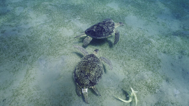 Two Sea turtles graze on the seabed eating green algae. Two Great Green Sea Turtle (Chelonia mydas) with Remorafish on shell eats Smooth ribbon seagrass (Cymodocea rotundata) Red sea, Egypt