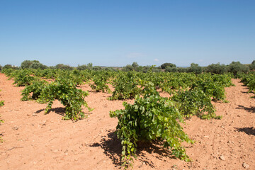 Fototapeta na wymiar Agricultura, viñedo de uva blanca en España