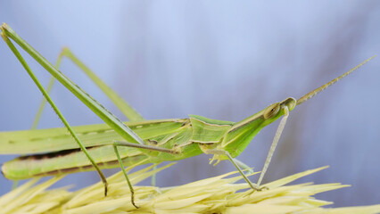 Giant green slant-face grasshopper Acrida washes cleaning its antennae while sitting on spikelet on grass and blue sky background.