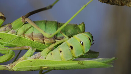 Extreme close-up of mating process of praying mantises. Couple of praying mantis mating hanging under tree branch. Transcaucasian tree mantis (Hierodul transcaucasica)
