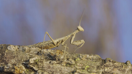 The female praying mantis sits on tree branch masquerading against its background and turns its head looking around. Crimean praying mantis (Ameles heldreichi)