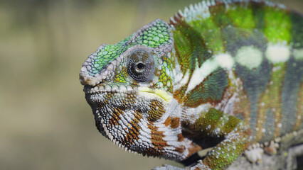Close-up portrait of curious chameleon looks at into camera on sunny day. Panther chameleon (Furcifer pardalis)