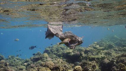 Black plastic bag drifts underwater toward a coral reef. Close-up of old plastic bag floating under surface of water next to coral reef with tropical fish swimming around, Red sea, Egypt