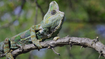 Naklejka na ściany i meble Disgruntled elderly chameleon lies on thorny branch of tree. Veiled chameleon, Yemen chameleon or Cone-head chameleon (Chamaeleo calyptratus)