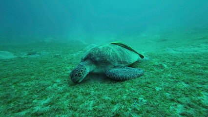 Obraz na płótnie Canvas Sea turtle grazing on the seaseabed, slow motion. Great Green Sea Turtle (Chelonia mydas) eating green algae on seagrass meadow, Red sea, Egypt