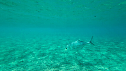 Fototapeta premium Trevally fish (Sexfasciatus ignobilis) swim in shallow water in sunday, Red sea, Egypt