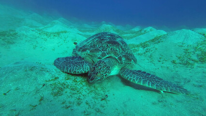 Sea turtle grazing on the seaseabed, slow motion. Great Green Sea Turtle (Chelonia mydas) eating green algae on seagrass meadow, Red sea, Egypt