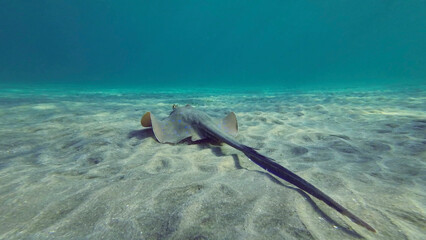 Back vieew of Stingray floating over seabed on sunny day.Blue spotted Stingray or Bluespotted...