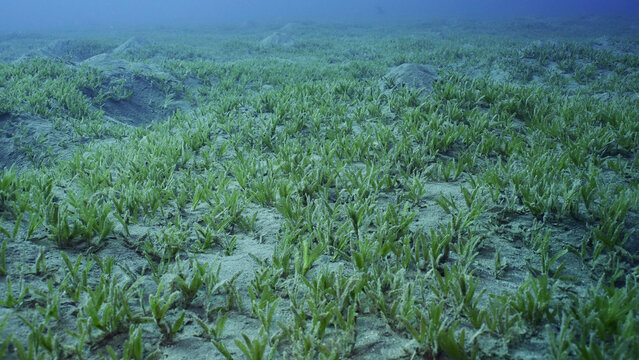 Smooth ribbon seagrass (Cymodocea rotundata), seabed covered with green seagrass. Underwater landscape, Red sea, Egypt