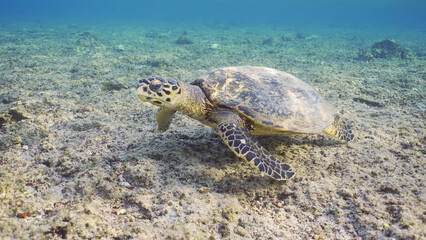 Hawksbill Sea Turtle or Bissa (Eretmochelys imbricata) swims over top of coral reef, Red sea, Egypt