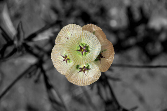 Flor Lomelosia stellata
